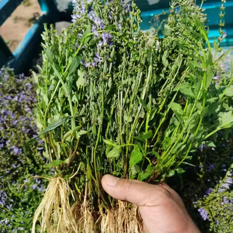 半枝莲根茎 晒干新货 并头草 牙刷草 韩信草江西赣州特产250g