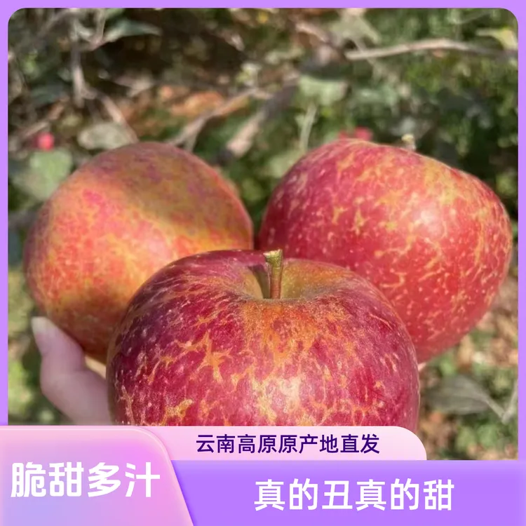 正宗【十斤大果】云南高原早熟红富士苹果脆甜多汁现摘原产地直发
