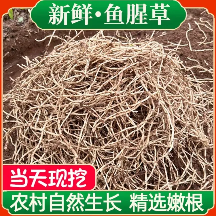 贵州折耳根鱼腥草新鲜嫩根农家自然生长现挖现发带泥发货