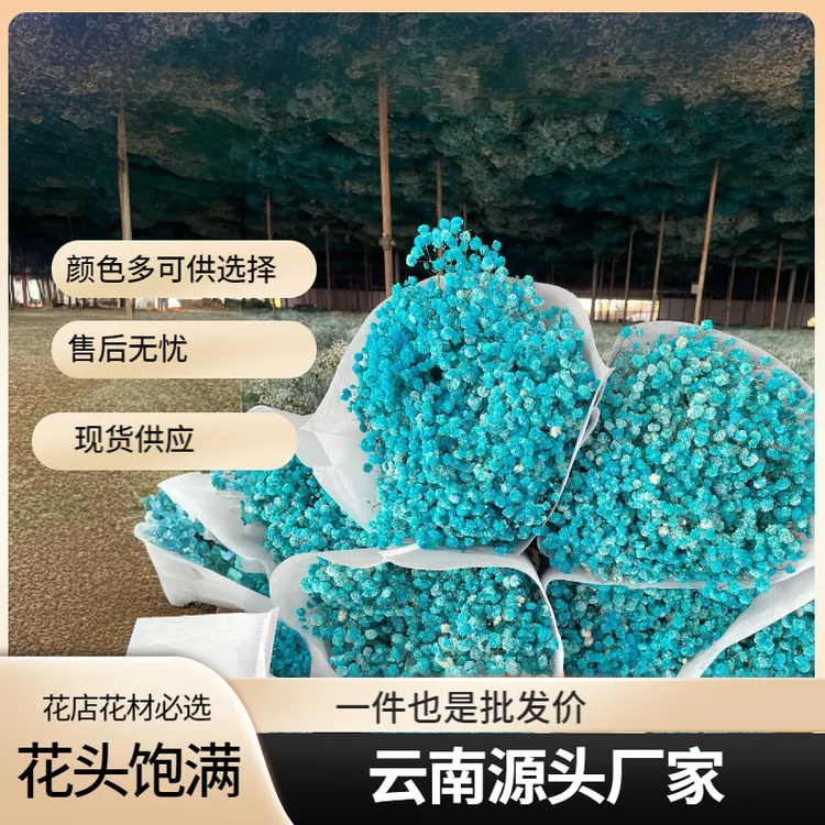 加大束精品满天星花店花材永生花厂直发花头饱满吸色均匀厂家直发
