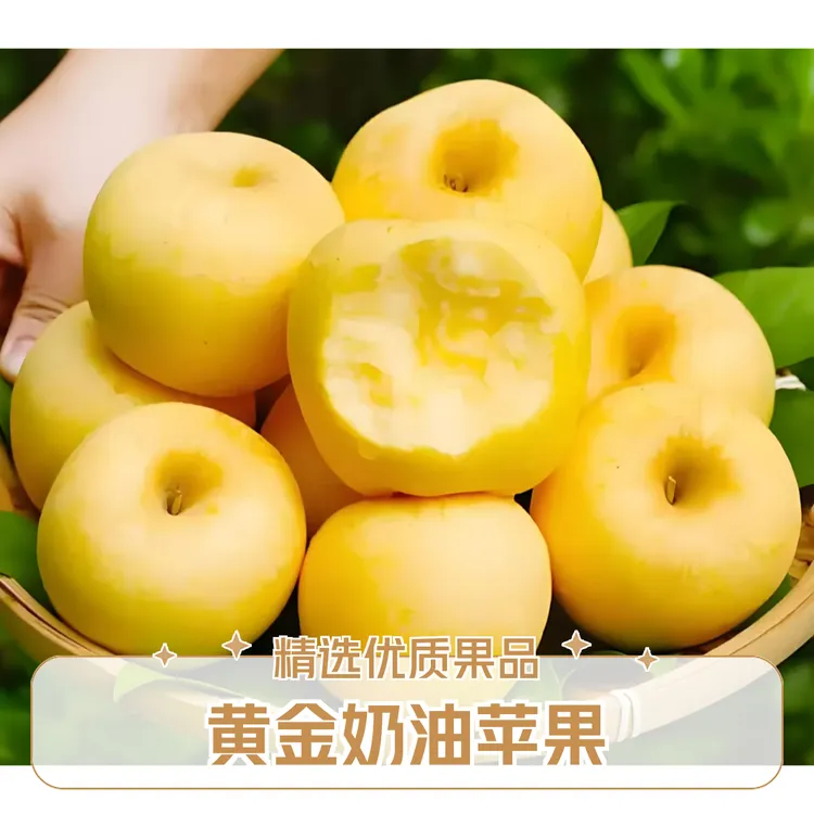 烟台黄金维拉斯苹果果园采摘直发