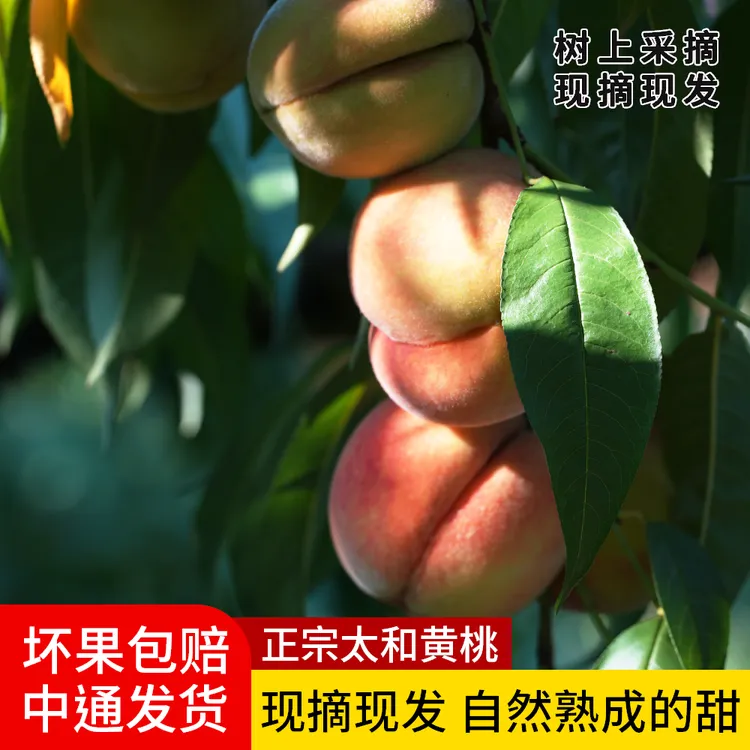 太和黄桃多汁甜脆可口金黄肉厚现摘现发包邮