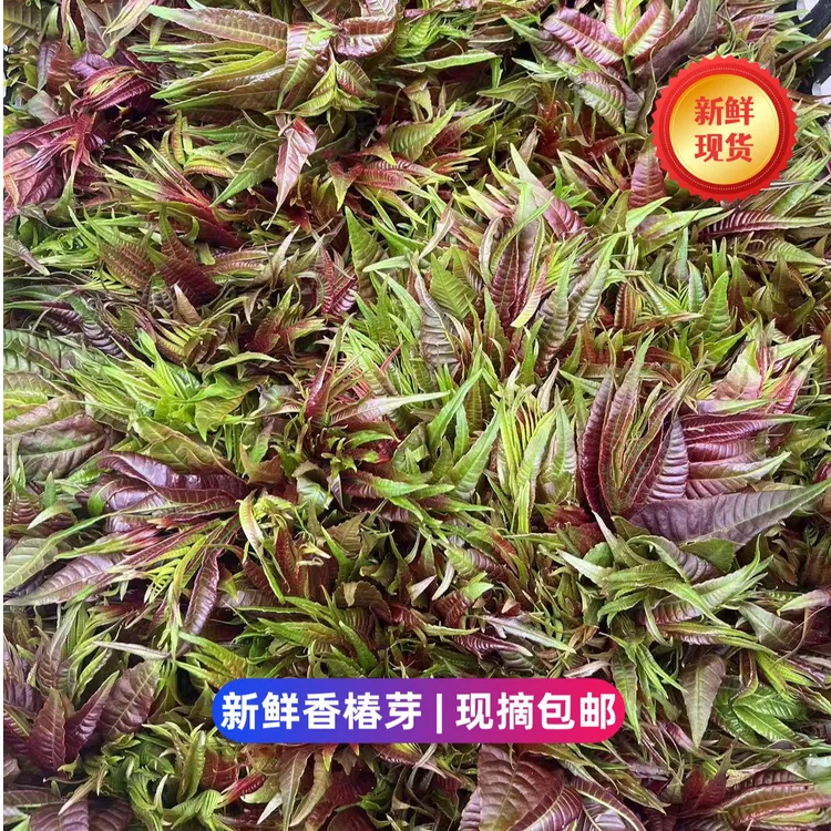 贵州红油香椿红叶香春芽四季椿菜野外蔬菜