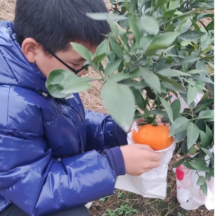 四川眉山甘平柑橘果农直发生态种植自然成熟皮薄肉厚汁水多中通