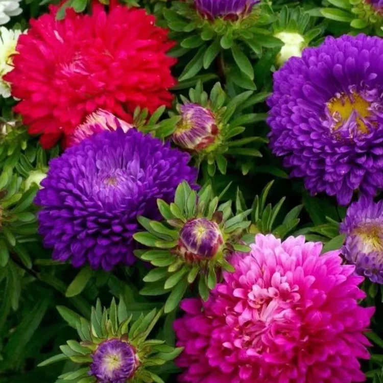 【混色彩虹糖果菊花卉种子】耐热易种阳台庭院植物种子