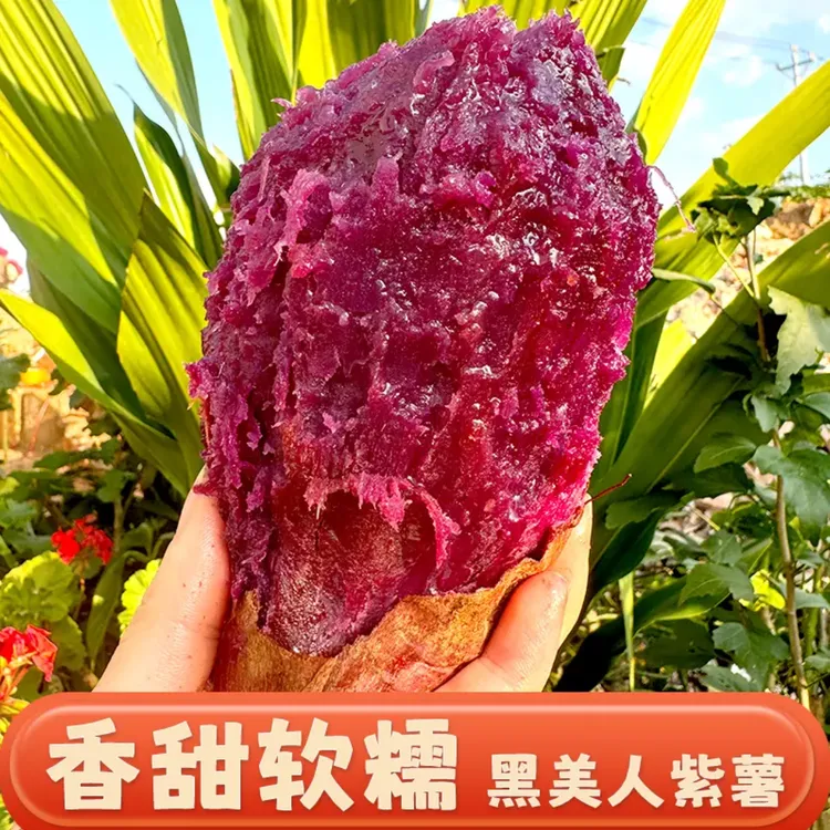 【礼盒+菌汤包】云南高山黑美人紫薯现挖现发甜糯粗粮代餐糖心红薯