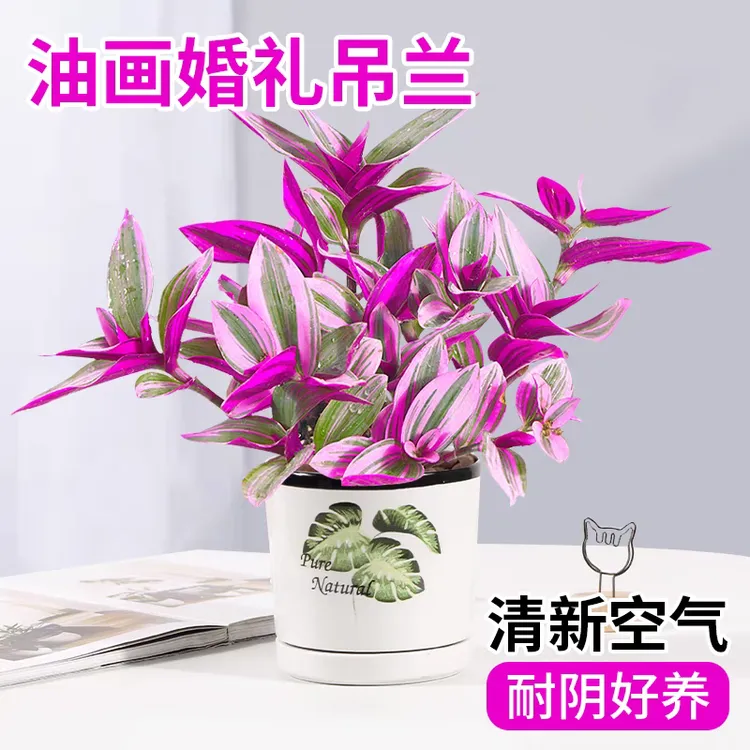 油画婚礼吊兰盆子花卉绿植