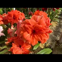 朱顶红【珊瑚铃声-种球直径7厘米以上】开花球