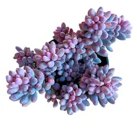 【婴儿手指】【满9.9包邮】星花怒放阳台露台办公绿植多肉植物栽