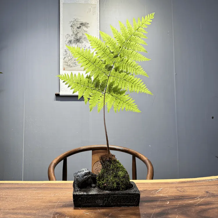 禅意虹鳞蕨室内高端盆景水培物件苔藓银杏树球适合三色茶室办公室