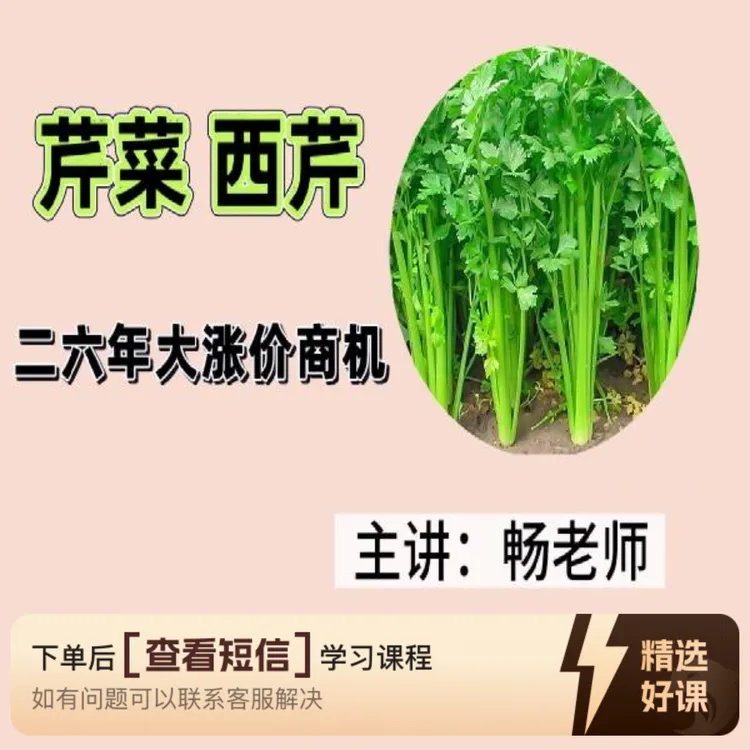 芹菜西芹二六年大涨价商机(留意短信解锁课程)