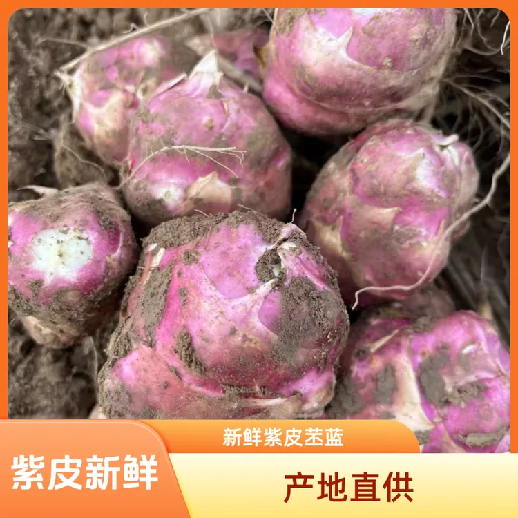 新鲜现挖红皮洋姜菊芋脆嫩爽口定西旱地种植