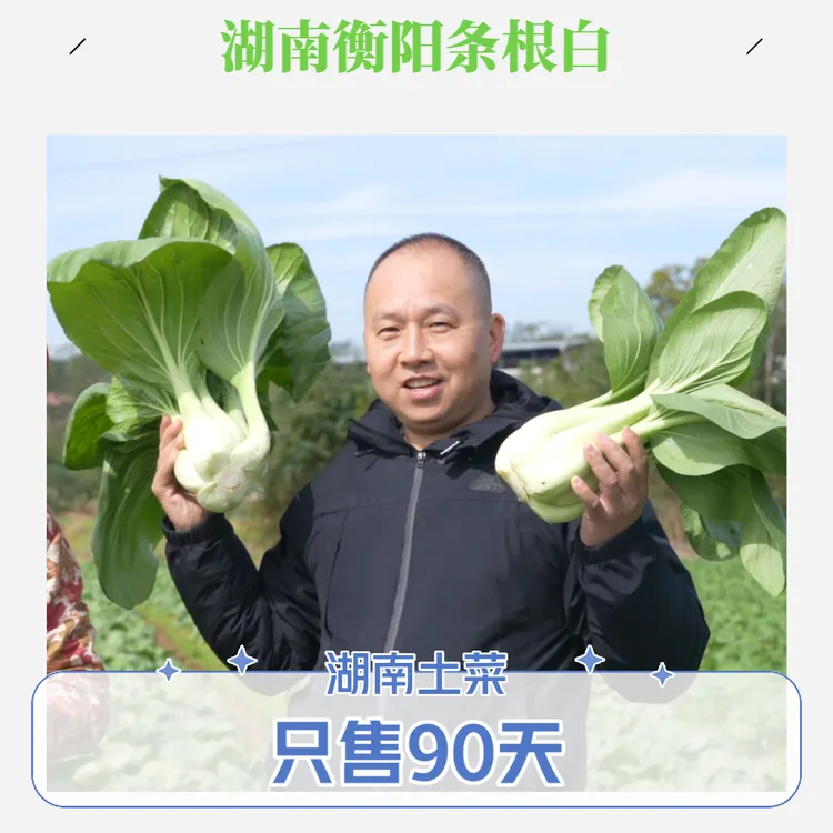 农家当季蔬菜条根白霜打菜湖南土菜调羹白炒油渣衡阳金甲岭条根白