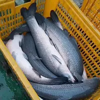 【谷哥专属】钩钓水库生态青鱼鲜鱼(人放天养)顺丰冷链包邮