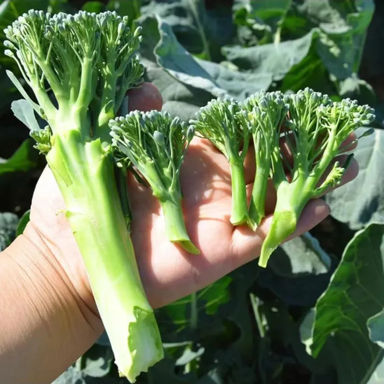 【西兰苔种子】西洋芥兰种籽芥蓝菜苔四季阳台盆栽西兰蓝花蔬菜孑