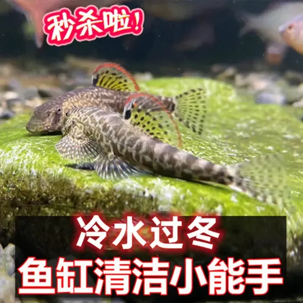 冷水清道夫麦氏吸鳅爬岩鳅鱼淡水观赏鱼溪流原生鱼除藻工具琵琶鱼