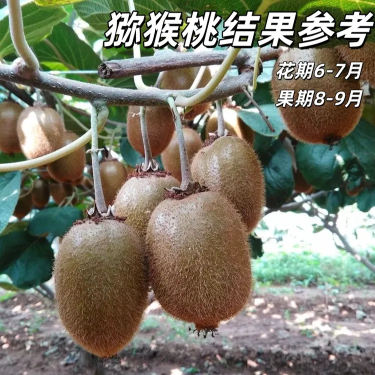 猕猴桃苗耐寒嫁接红心猕猴桃当年结果带泥盆栽地栽猕猴桃果树苗