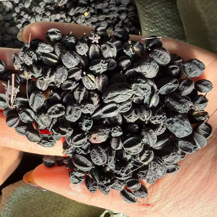 长白山野生刺五加籽