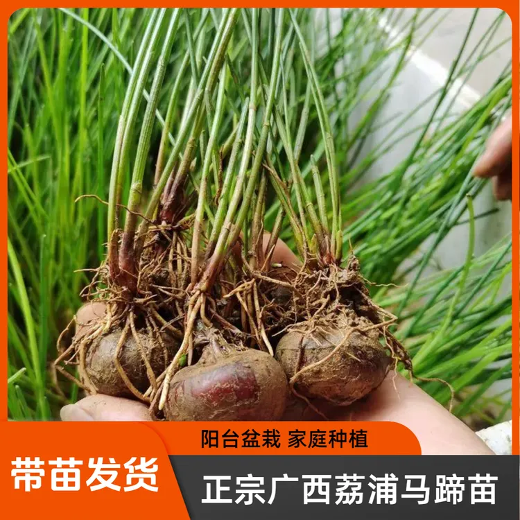 正宗广西荔浦马蹄种苗荸荠种苗桂蹄三号种苗盆栽小园种植技术