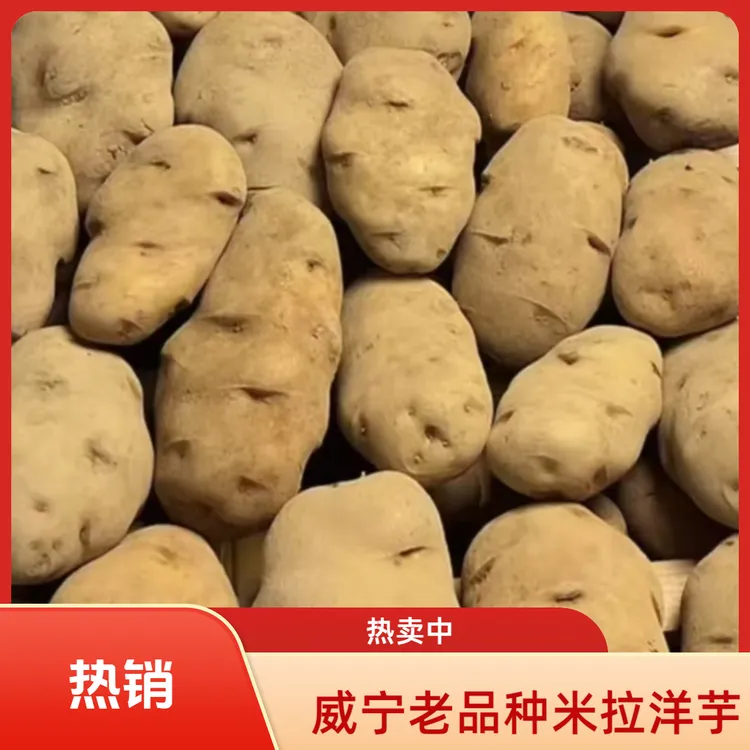 贵州威宁老品种本地米拉洋芋农家自种