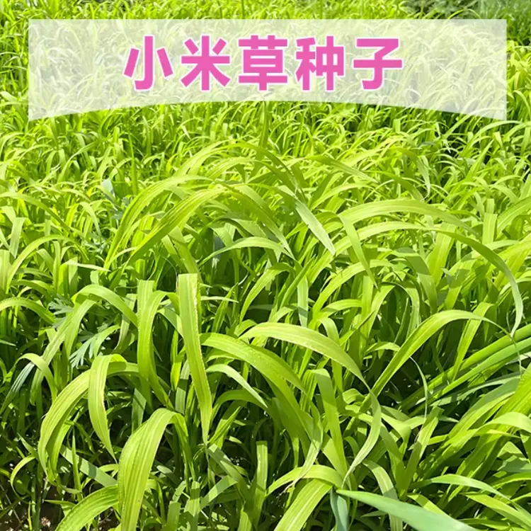小米草种子雀叶稗种子小米草种籽水草鱼塘养殖池塘喂龙虾鱼水草种