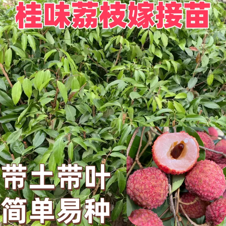 桂味荔枝嫁接苗仙进奉果树苗冰荔妃子笑广西发货盆栽地载南方种植
