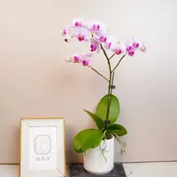 悠花里蝴蝶兰（小白兔）全花开花株发货