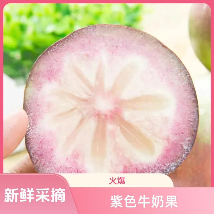 高端紫色牛奶果新鲜采摘热带水果清甜时令紫色海星稀有非黄晶果