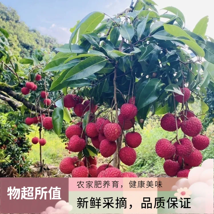 广西情人荔 现摘新鲜荔枝荔枝脆口清甜肉厚多汁应季水果包邮