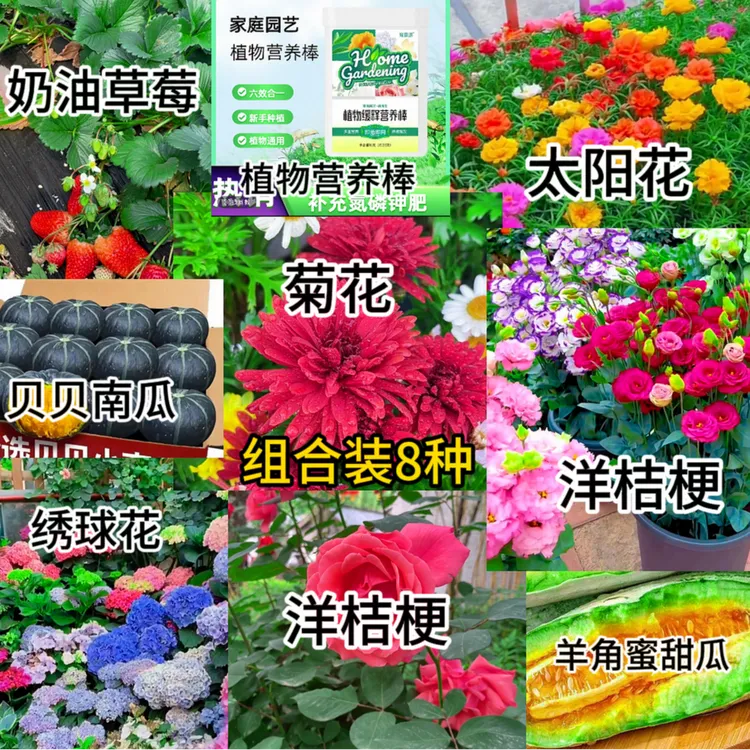 8种花卉种子组合装月季花绣球花太阳花洋桔梗羊角蜜甜瓜阳台花盆