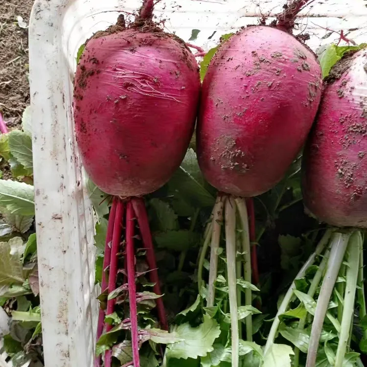 紫美人枫梨水果萝卜红萝卜甜脆多汁红心蔬菜型宁夏沙窝特色萝卜