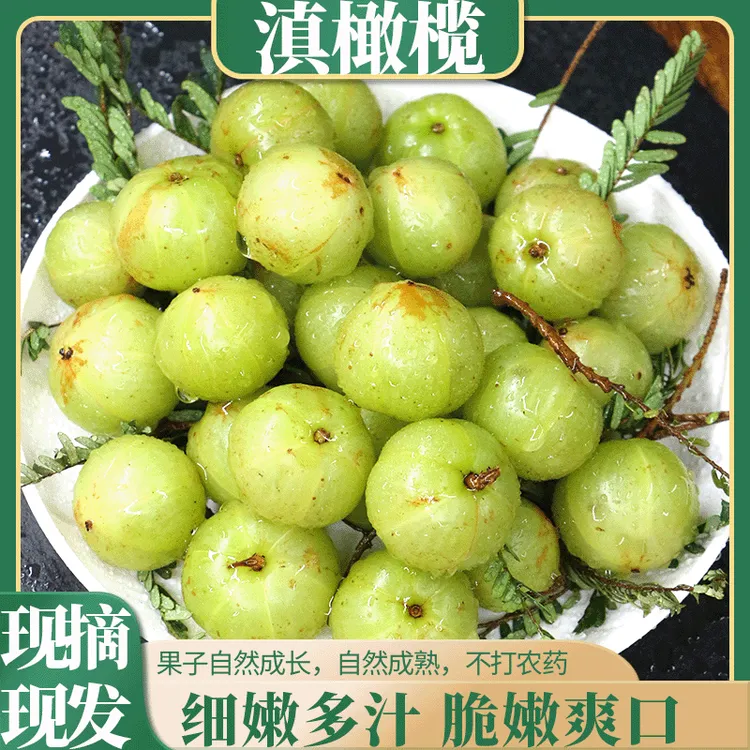 滇橄榄 现摘现发果子自然成长自然成熟细嫩多汁脆嫩爽口