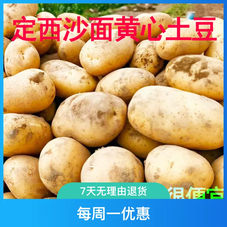 黄心土豆＋甘肃定西沙面黄心土豆2025东北鲜土豆