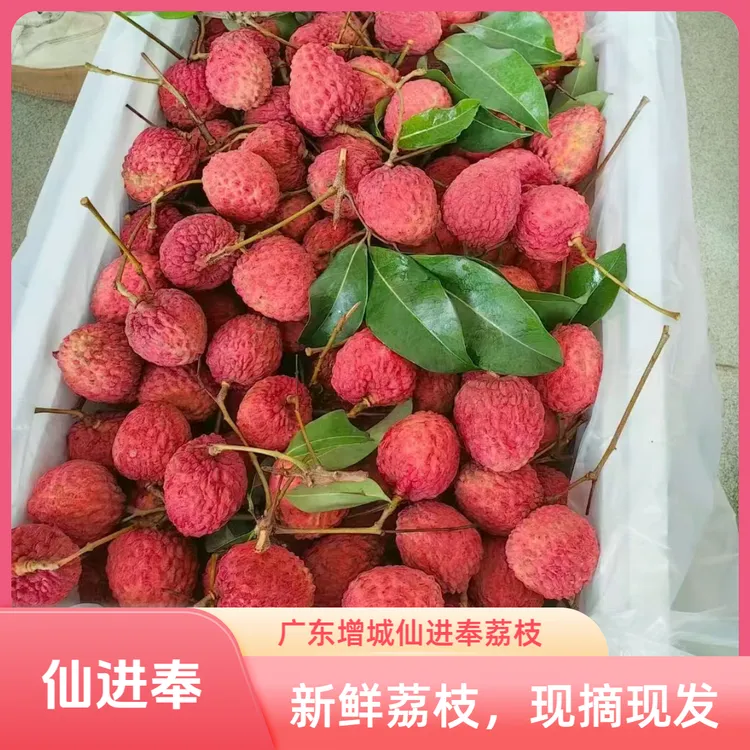 【广东省内拍】广东增城仙村基岗仙进奉荔枝（顺丰发货）夏日水果