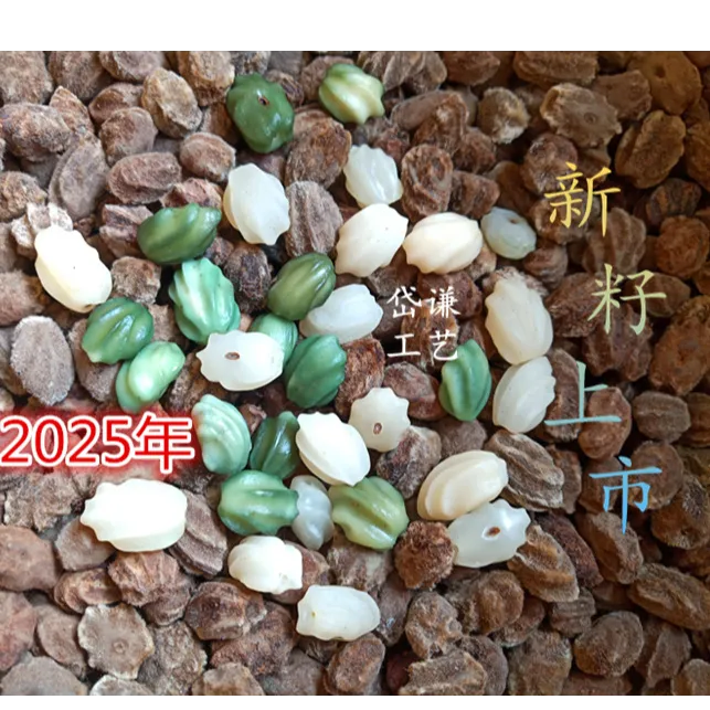 2025年新籽龙脊菩提原料通货 龙骨菩提原料源头 论斤一市斤