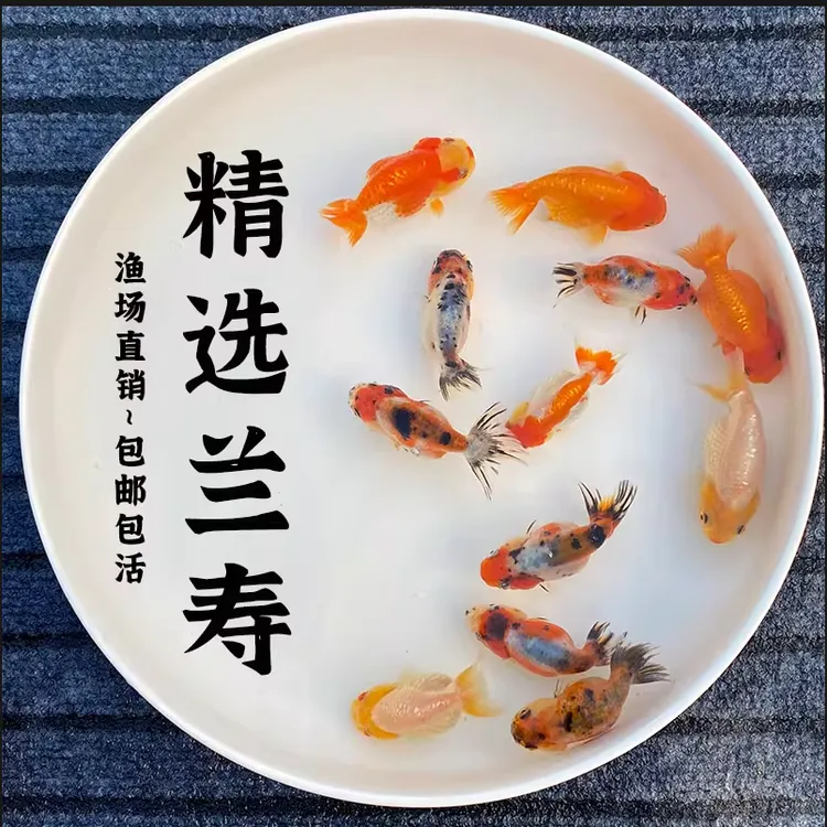 兰寿精品小特色鱼苗好养耐活冷水观赏鱼