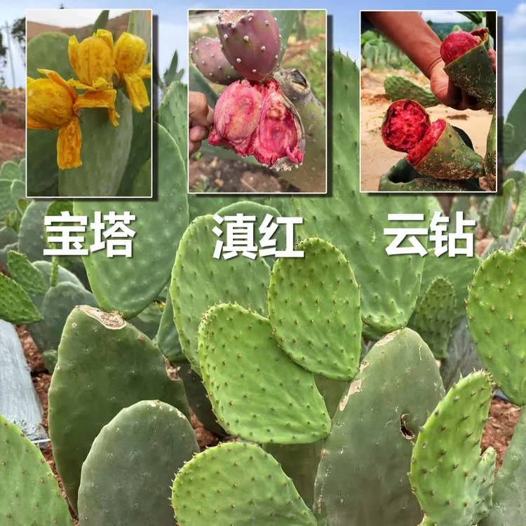 宝塔滇红云钻食用型仙人掌种植片绿植带根苗