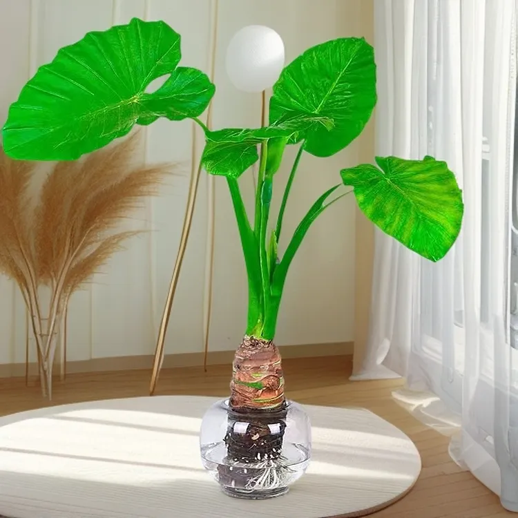 大型结果滴水观音绿植网红室内水培开花茶室室内水培四季开花绿植