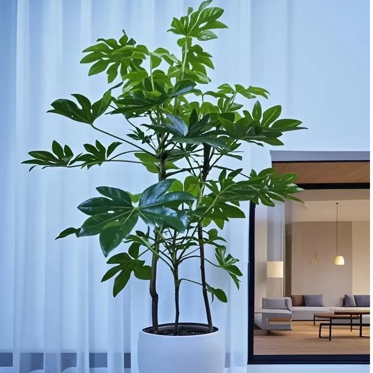 电视柜两旁大型绿植室内客厅软装造景新宠八角金盘老桩耐阴好养