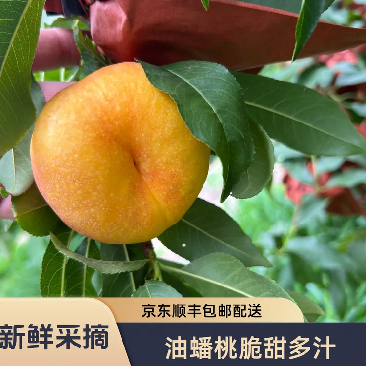 山东蒙阴黄油蟠桃桃子脆甜多汁三斤4.5斤  京东/顺丰包邮