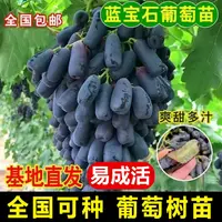 【正宗蓝宝石葡萄树苗】葡萄苗盆栽地栽阳台庭院四季种植果树苗