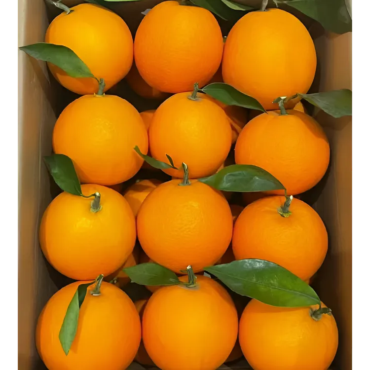正宗赣南脐橙新鲜现摘皮薄多汁无籽无核甜而不腻水果