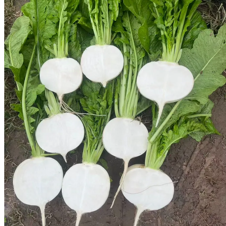 农家露天种植圆白萝卜带泥多汁嫩脆清甜