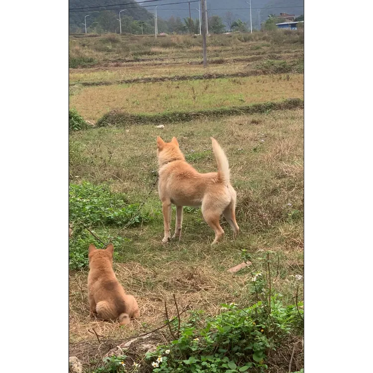 九万山田园犬（一物一拍）活体链接