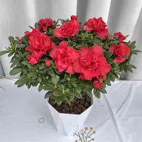 【带花】四季开花丛生比利时杜鹃室内室外好养客厅阳台植物