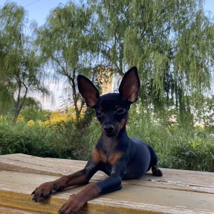 大飞哥超小体小鹿犬活体宠物狗链接