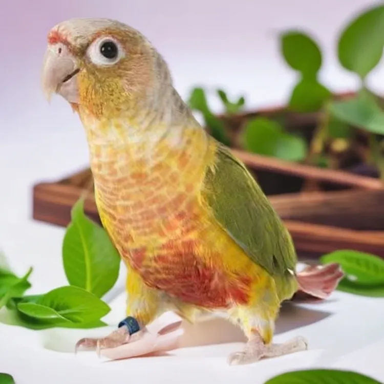 活体宠物鹦鹉活物鹦鹉手养鹦鹉