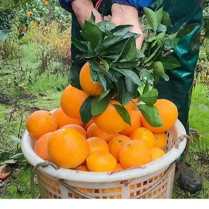 10斤精品宝宝橙橙子，小小果，果肉饱满汁水足当季水果孕妇鲜橙直发