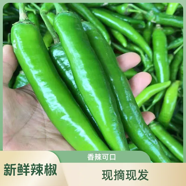 【现摘现发】香辣中辣虎皮辣椒新鲜采摘土辣椒皮薄羊角青椒3/5斤
