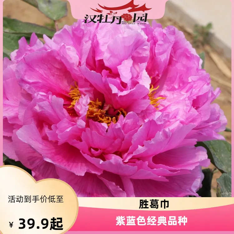 胜葛巾汉牡丹园牡丹花卉重瓣大花